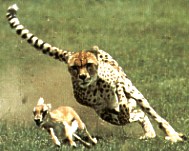 gepard.jpg