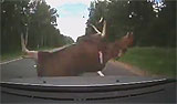 elk.jpg