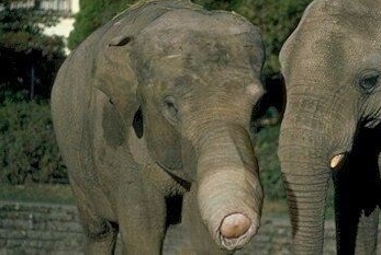 slonic.jpg
