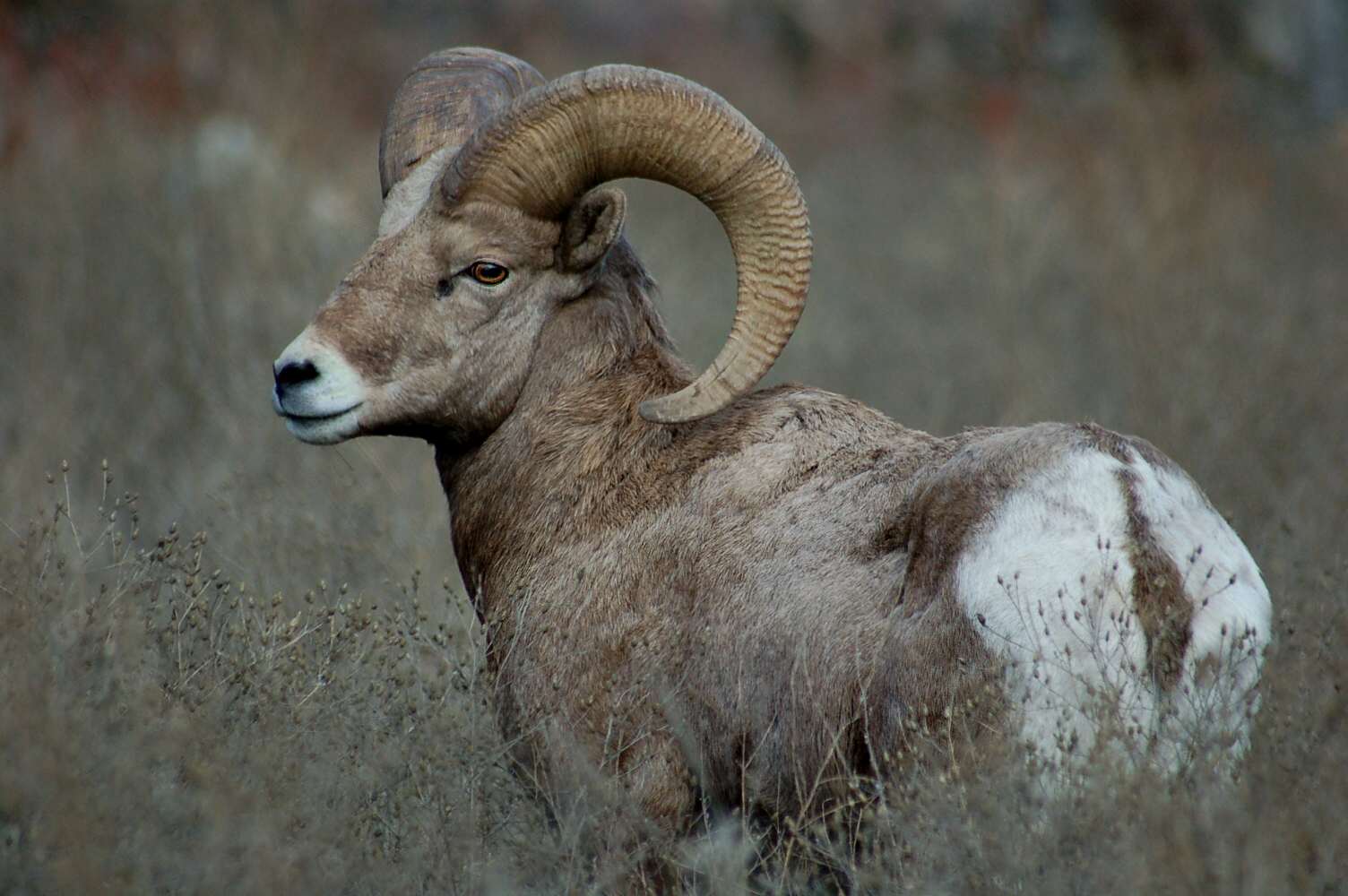 big-horn-sheep-expedition-canada-big.jpg