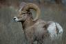 big-horn-sheep-expedition-canada-big.jpg