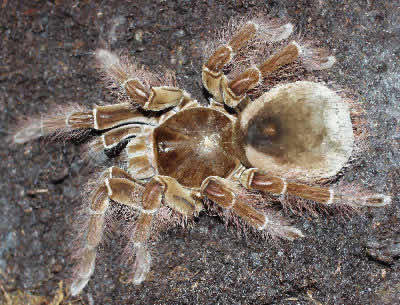 goliathbirdeatingspiderwhsp-ap7i.jpg