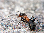 150px-formica-rufa-a1.jpg