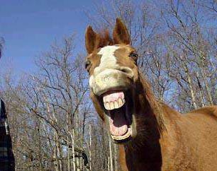 horse-3.jpg