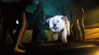 dog119.gif