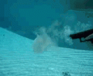 underwater-shot.gif