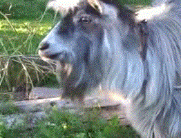 0.gif