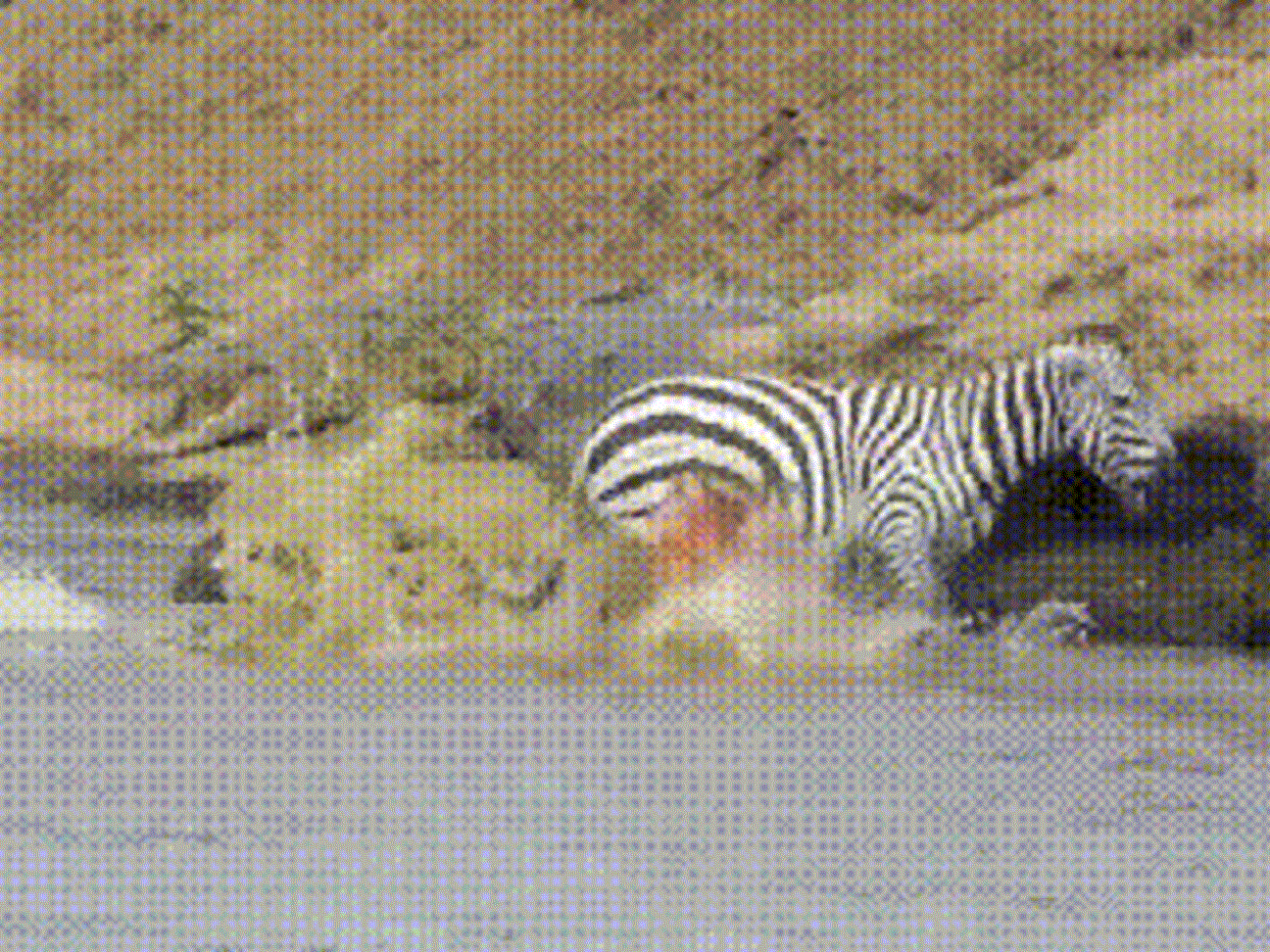 m6gtlro.gif