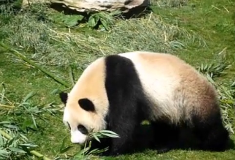 panda.jpg