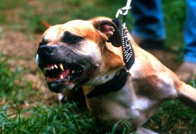 pittbull.jpg
