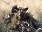 wilson-wild-dog-with-pups.jpg