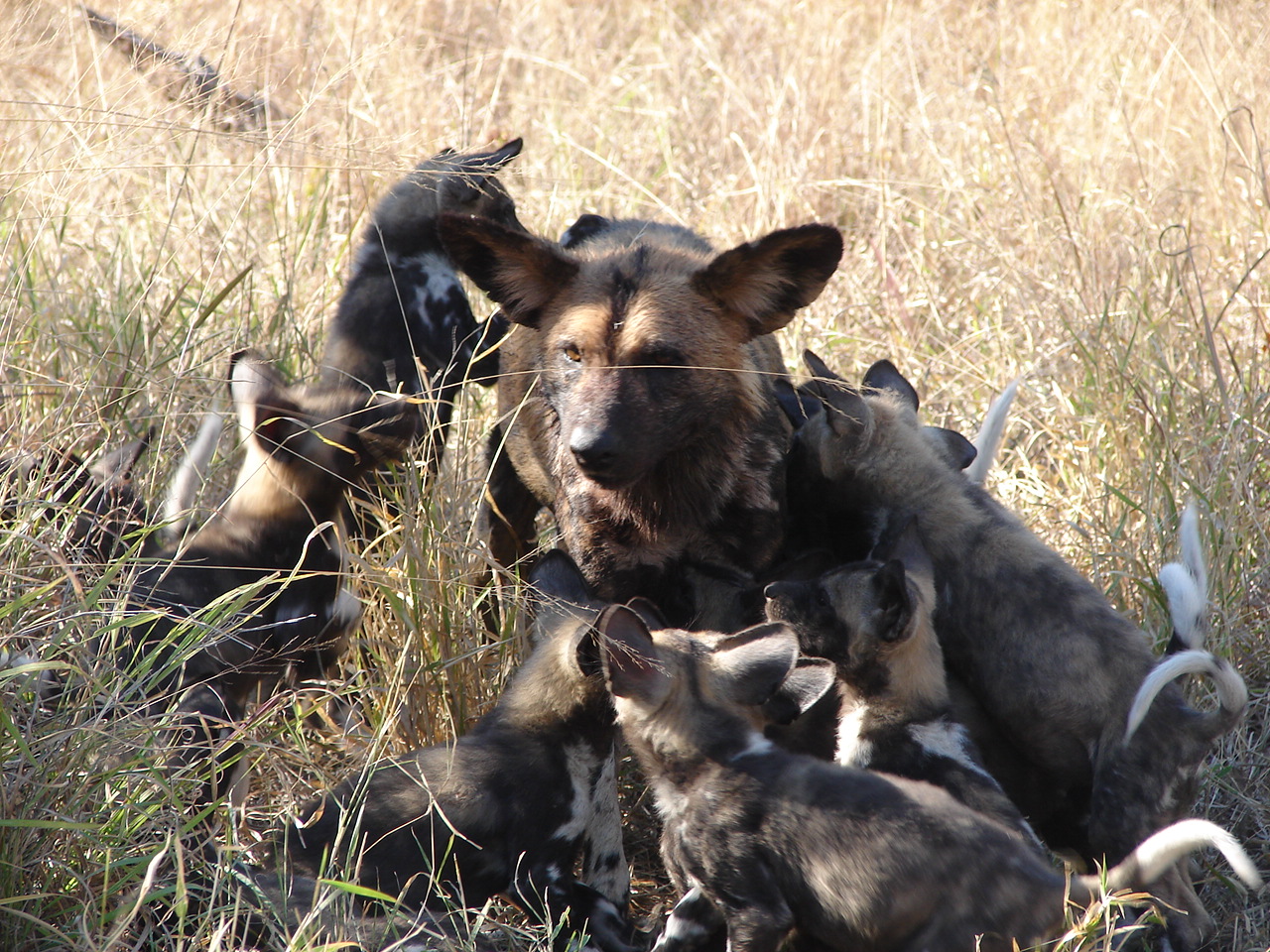 wilson-wild-dog-with-pups.jpg