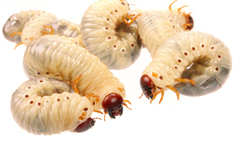 maggots.jpg