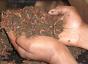 3522-hand-full-of-worms.jpg.jpg