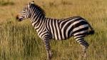 zebra.jpg