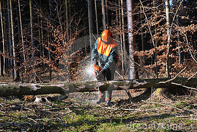 cutting-tree-pieces-woodcutter-24065645.jpg