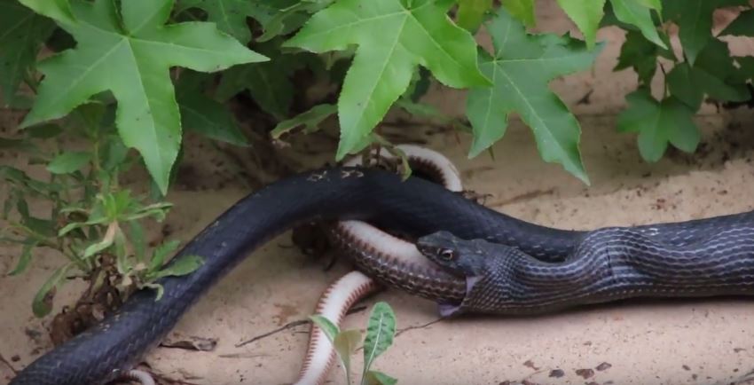 snake.jpg