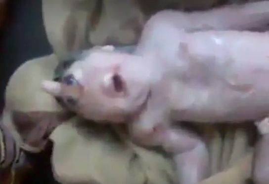 dickhead-baby.jpg