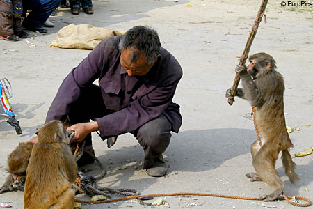 wpid-monkeytrainereup-450x300.jpg