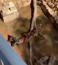 tigr.jpg