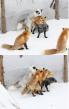 when-see-cute-foxes-photos.jpg