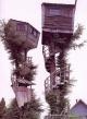 crazy-tree-houses-6876.jpg