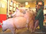 hog-threesome-6973.jpg