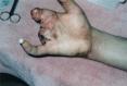 festered-limbs-feet-fingers012.jpg