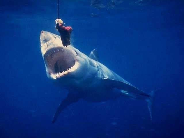 great-white-shark-8.jpg