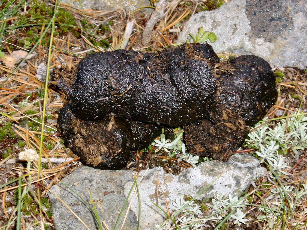 mountain-bike-yellowstone-bear-scat.jpg