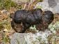 mountain-bike-yellowstone-bear-scat.jpg