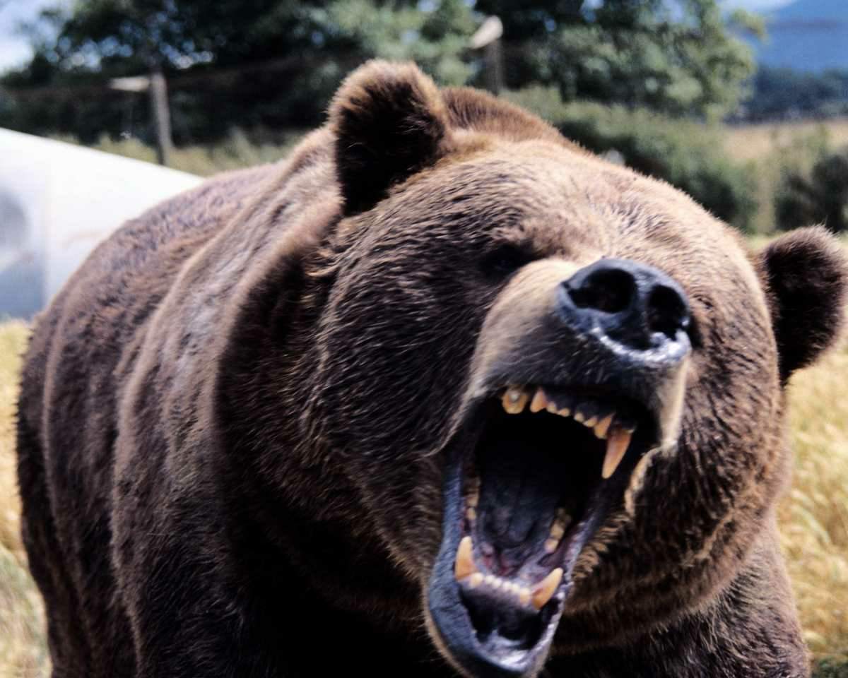 bear1.jpg