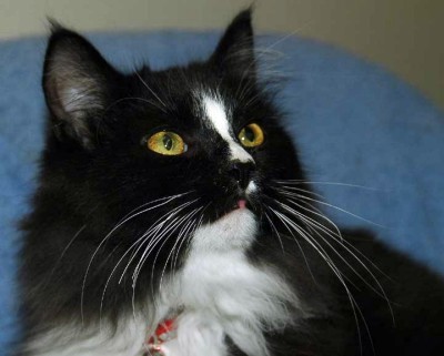 angelcat.jpg