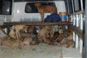 china-dog-transport.jpg