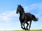 black-horse-running-in-green-meadow.jpg