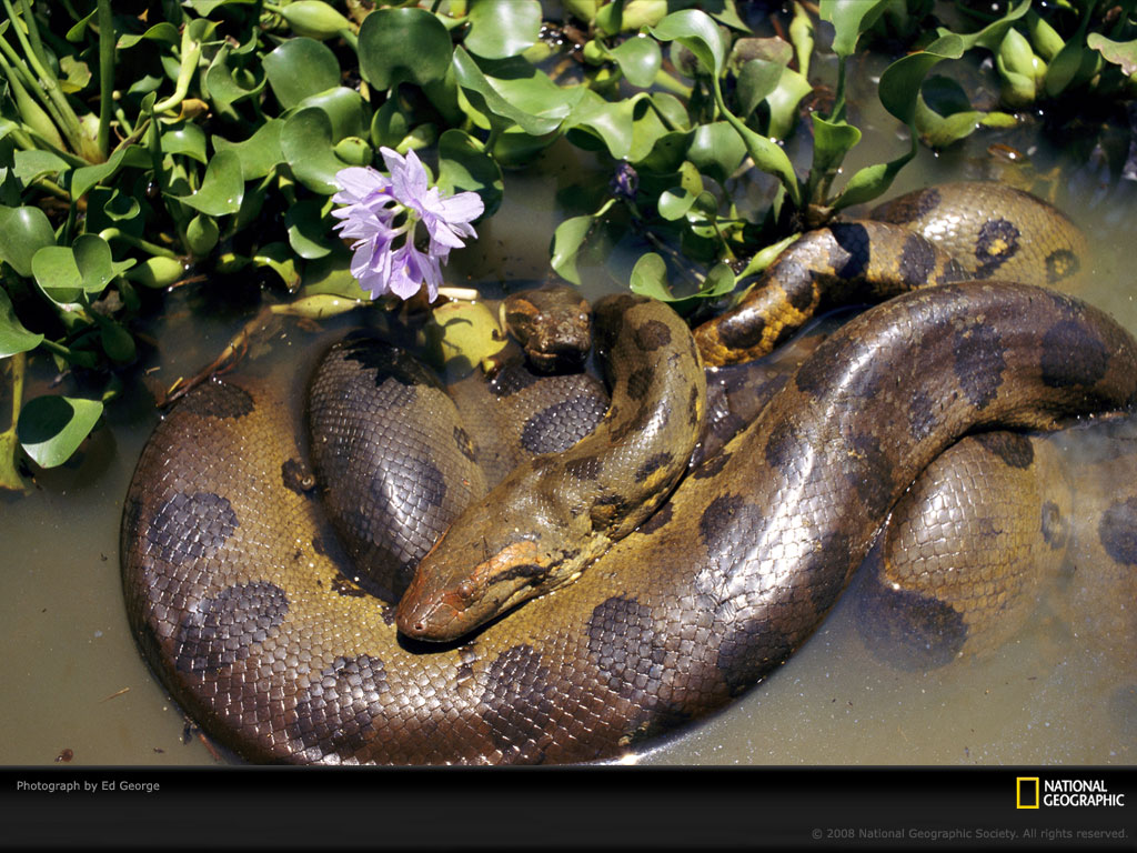 anaconda-flower-730422-lw.jpg