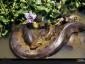 anaconda-flower-730422-lw.jpg