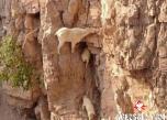 59-billy-goat-stuck-thumb1.jpg