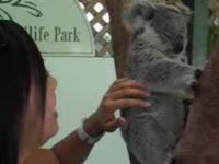 koala.jpg