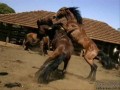 goodbye-horses-6.jpg