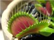 facts-about-venus-flytrap.jpg