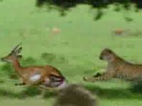 animals.jpg
